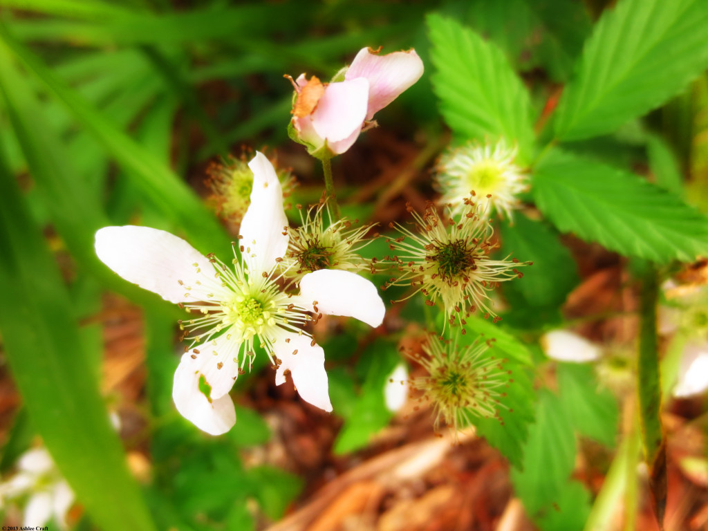 Blackberry Flowers - Ashlee Craft // ashleecraft.com