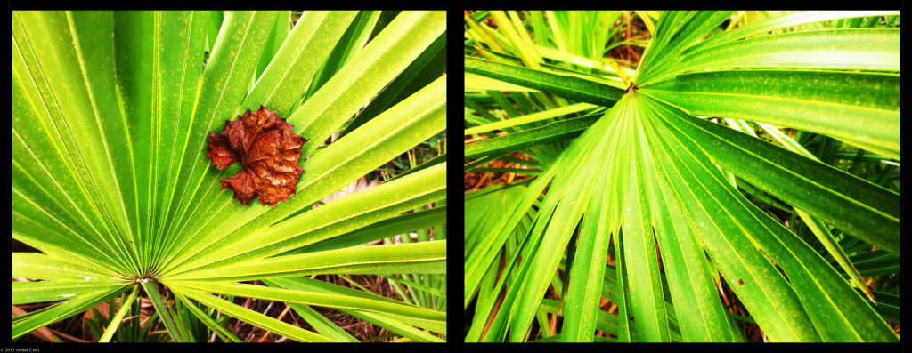 Palmettos by Ashlee Craft // ashleecraft.com