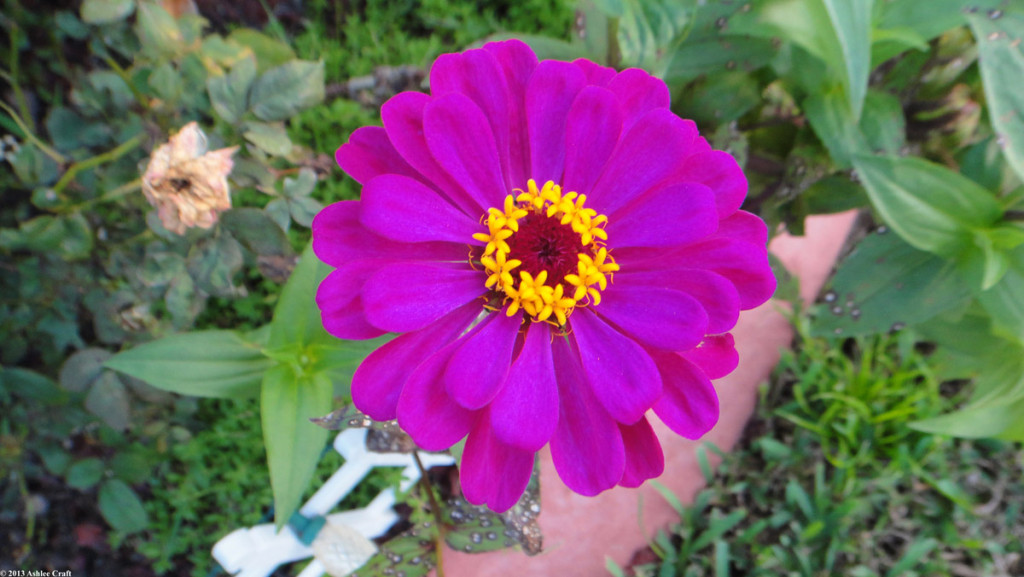Purple Zinnia #1 // Ashlee Craft