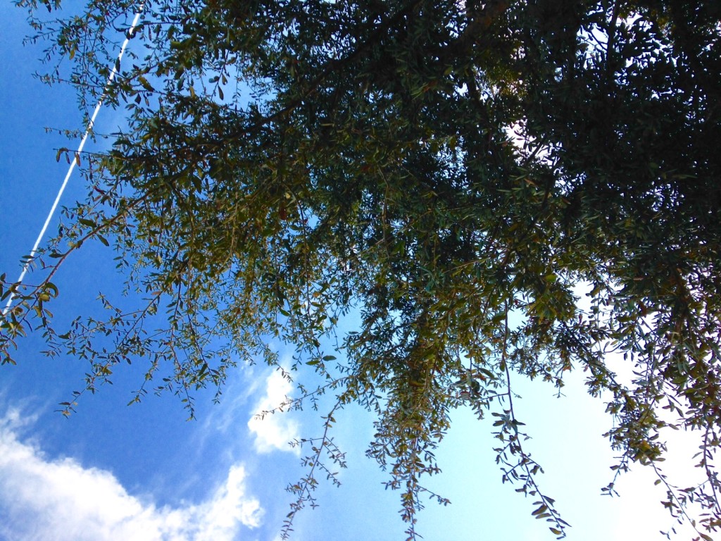 Airplane + Bright Magic Tree
