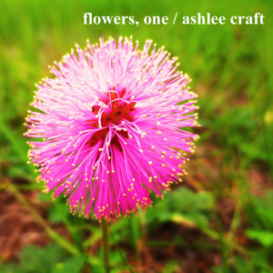 Flowers, One by Ashlee Craft - Cover