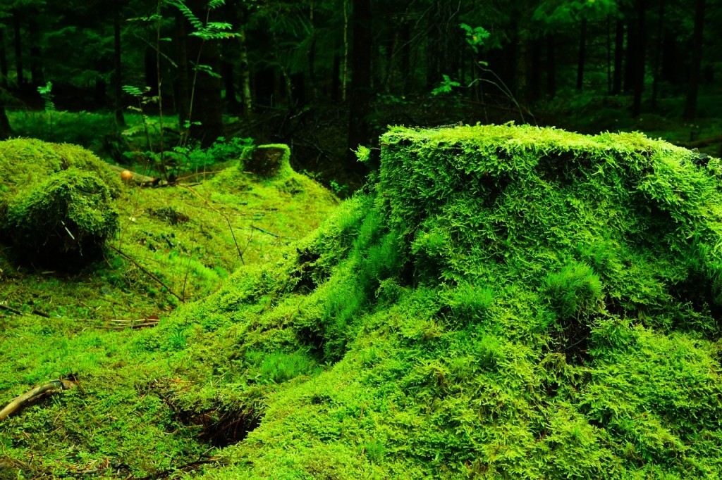 Mossy Tree Stump - 10 Easy Ways to Immerse Yourself in Nature - ashleecraft.com