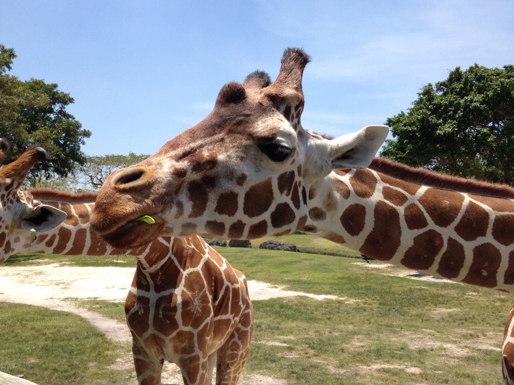 Zoo Miami - Giraffe Feeding - My Awesome Florida Road Trip