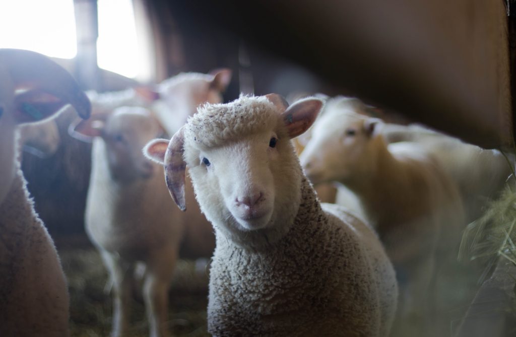 50 Adorable Sheep Facts by Ashlee Craft
