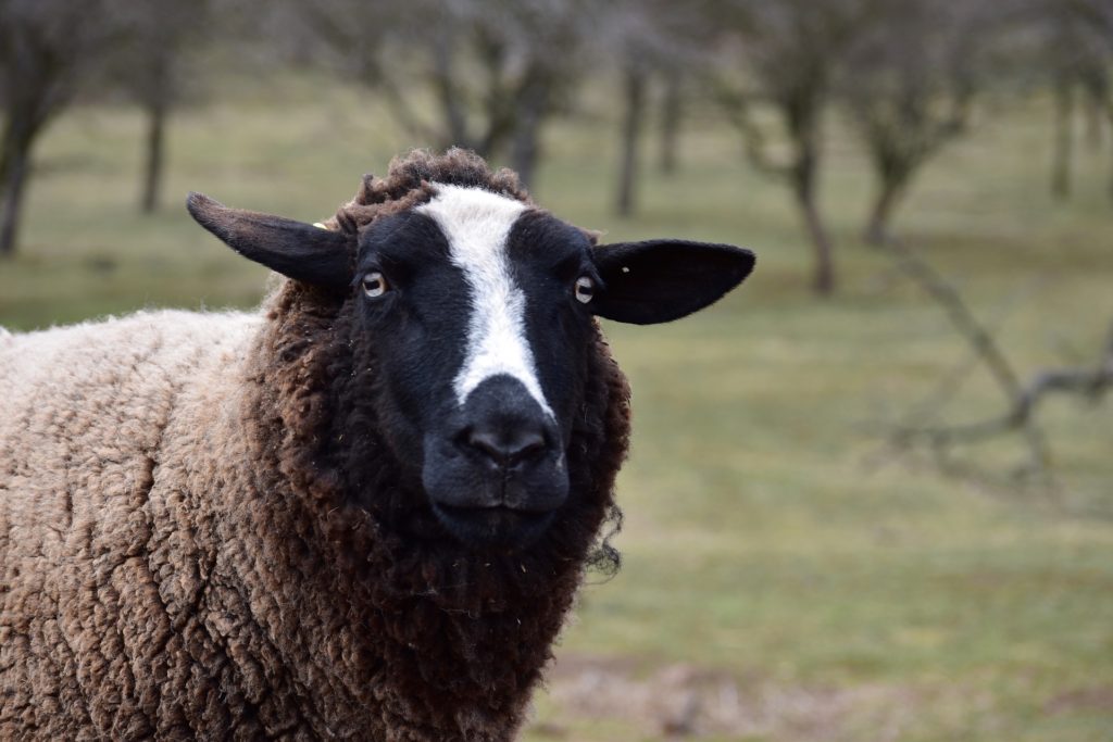 50 Adorable Sheep Facts by Ashlee Craft