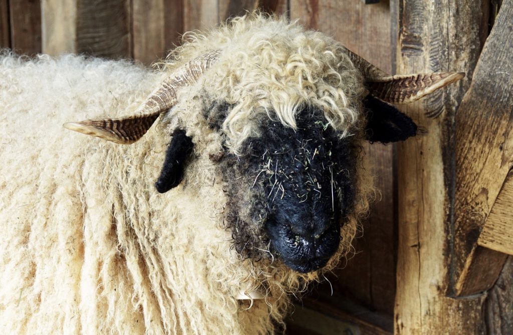 50 Adorable Sheep Facts by Ashlee Craft