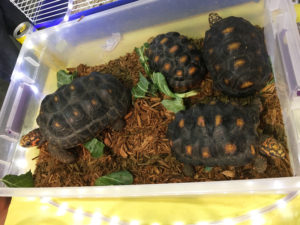 Tortoises at Tampa Repticon 2018