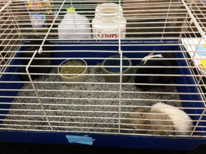 Chinchillas at Tampa Repticon 2018
