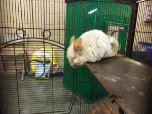 Chinchillas at Tampa Repticon 2018