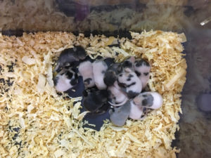 Baby Mice at Tampa Repticon 2018