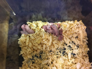 Pinky Mice at Tampa Repticon 2018