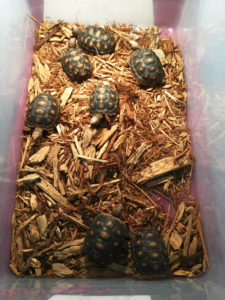 Tortoises at Tampa Repticon 2018