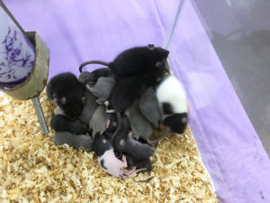 Baby Rats at Tampa Repticon 2018