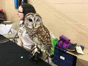 Owl at Friends of Largo Nature Parks - Tampa Repticon