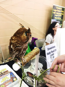 Owl at Friends of Largo Nature Parks - Tampa Repticon