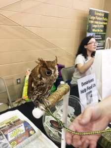 Owl at Friends of Largo Nature Parks - Tampa Repticon