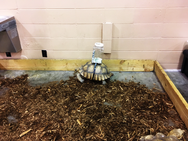 Sulcata Tortoise with Donation Jar at Friends of Largo Nature Parks - Tampa Repticon