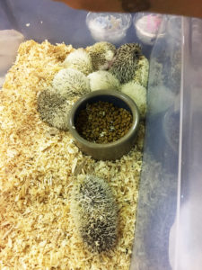 Baby Hedgehogs at Tampa Repticom 2018