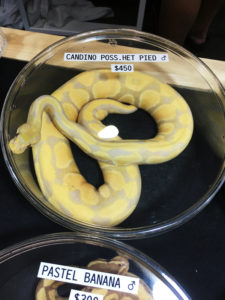 Banana Ball Python Morph at Tampa Repticon 2018