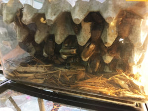 Pet Cockroaches at Tampa Repticon 2018