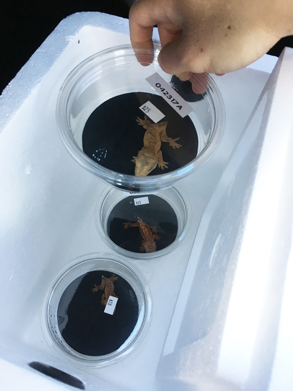 My crested geckos when I got back in my car at Repticon