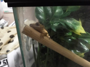 Baby crested gecko!