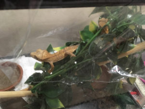 Baby crested geckos