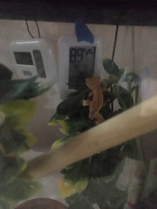 Baby crested gecko!