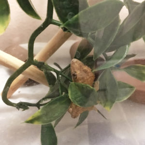 Baby crested geckos