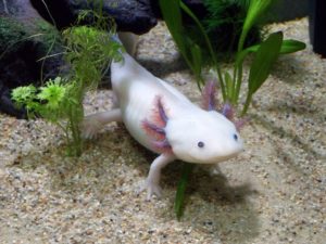 Leucistic Axolotl