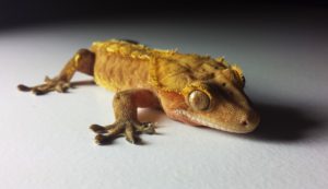 Crested Gecko