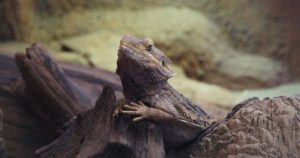 Bearded Dragon