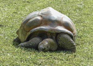 Tortoise