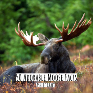 50 Adorable Moose Facts by Ashlee Craft